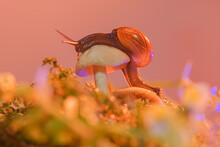 Macro Photo Closeup Of A Snail. Snail Burgundy On Surface With Moss And Fungus. World Like A Snail