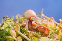 Macro Photo Closeup Of A Snail. Snail Burgundy On Surface With Moss And Fungus. World Like A Snail