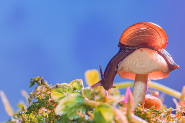 macro photo closeup of a snail. Snail burgundy on surface with moss and fungus. world like a snail