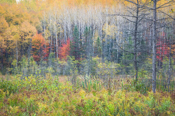 Wall Mural - A stand of birch trees puts on a spectacular display of autumn color in a northern Wisconsin tamarack bog.