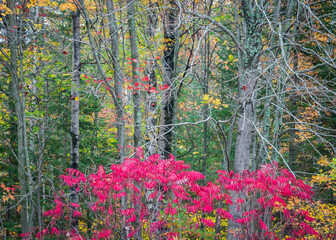 Wall Mural - The stunning red color of autumn sumac sets the forest on fire in the Northwoods of Wisconsin, USA.
