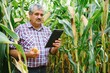 © Serhii - A farmer checks the tall corn crop before harvesting. Agronomist in the field