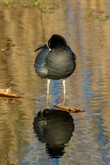 Sticker - Common Coot resting in the water