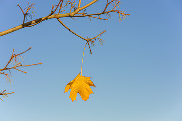 yellow lonely maple leaf on the branch isolated on blue background. loneliness and autumn concept.