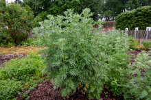 Botanical Collection, Young Green Leaves Of Artemisia Absinthium Wormwood, Absinthe, Mugwort, Wermout Poisonous Species Of Artemisia, Ornamental Plant And Is Used As Ingredient In Spirit Absinthe.