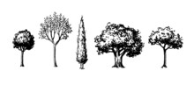 Ink Sketches Of Trees