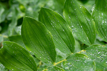 Botanical collection, green leaves of polygonatum multiflorum solomon's seal medicinal plant