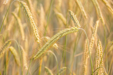 Close-up view of wild golden organic cereal plants growing on a field in the sun