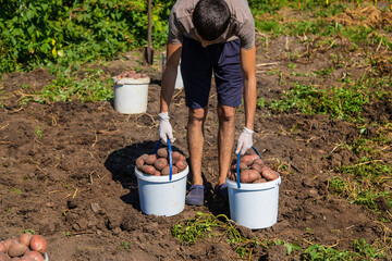 Wall Mural - Harvest potatoes in the garden of a man farmer. Selective focus.