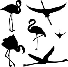 Set Of Hand Drawn Black Flamingo Silhouette Birds, Vector File