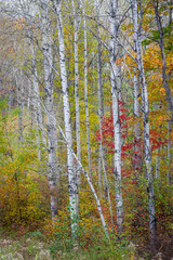 Wall Mural - Maple saplings add their color to an autumn birch grove in northern Wisconsin.  Oneida County, Wisconsin.