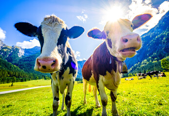 Wall Mural - cow at a meadow