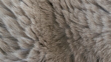 Background Cat Fur Gray Lilac Fluffy Selective Focus