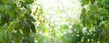 Two Hop Branches With Hoppy Cones And Leaves On A Green Blurred Garden Background. Horizont.