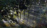 Fototapeta Fototapety na ścianę - światło o świcie pomiędzy drzewami, las , ogród poranek zielono