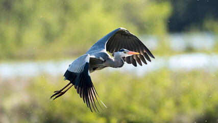 Wall Mural - Egret