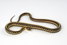 Plains Garter Snake // Tiefland-Strumpfbandnatter, Prärie-Strumpfbandnatter (Thamnophis Radix)