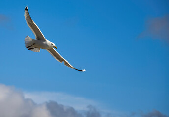 Wall Mural - Egret