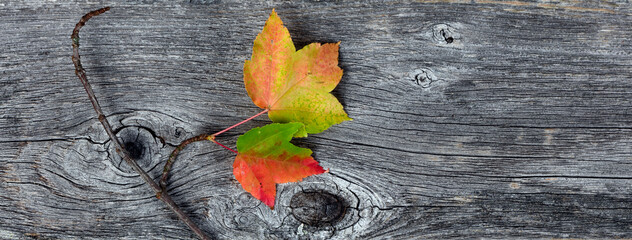 Poster - Colorful foliage leaves with their branch on naturally aged wooden planks for the Autumn holiday season of Halloween or Thanksgiving background