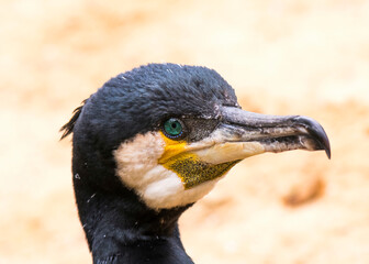 Wall Mural - Cormoran