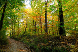 Fototapeta  - Un sentiero nel bosco in una giornata d'autunno.