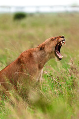 Sticker - Vertical shot of a dangerous roaring lioness in the field amid semi-dry plants