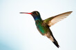 Colibrí - Hummingbird