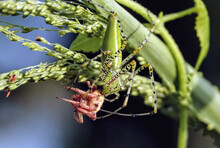 Selective Shot Of A Green Lynx Spider (Peucetia Viridans) Eating An Insect On The Plant