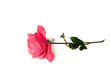 Leinwandbild Motiv Rose lachsrosa,
Duftrose, Edelrose
