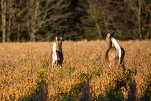 White-tailed Deer (odocoileus Virginianus) Running In A Wisconsin Soybean Field In Fall