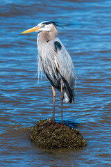 Wall Mural - Great Blue Heron on a Rock