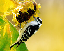 Downy Woodpecker Feeding On A Sunflower