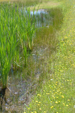 Wildflower Meadow Pond In California Foothills. 