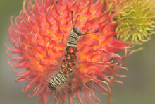 A Caterpillar Is Foraging In A Wildflower. 