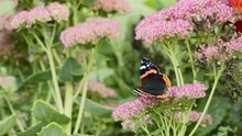 Close Up Of A Vanessa Atalanta Butterfly On Sedum Flowers