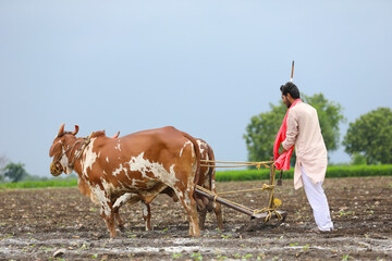 Indian farmer working with bull at his farm.