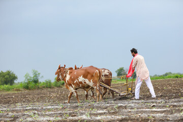 Indian farmer working with bull at his farm.