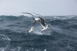 albatross feeding