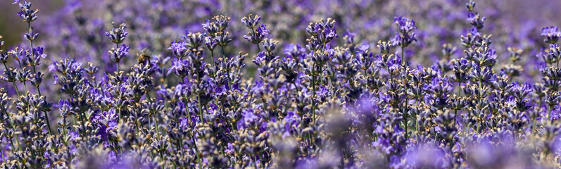 Wall Mural - lavender field in daylight