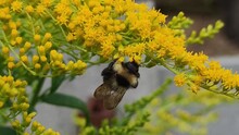 Honey, Bee, Collects, Nectar, Goldenrod, Canadensis, Blooms, Small, Bright, Yellow, Flowers, Black, Crawls, Along, Branch, Covered, Search, Big, Bumblebee, Shaggy, Flower, Summer, Nature, Blossom, Pla