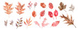 Waterolor Autumn Leaves Collection