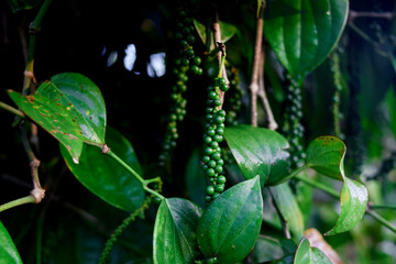 Wall Mural - bunch of organic fresh  green pepper plant in the garden