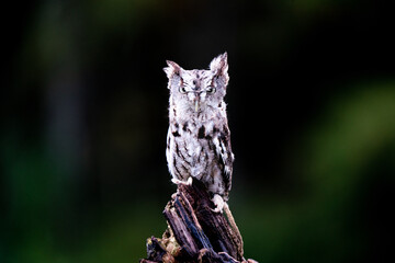 Poster - Closeup shot of a cute owl on a tree in a forest