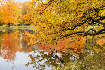 Wall Mural - beautiful autumn park at sunny weather