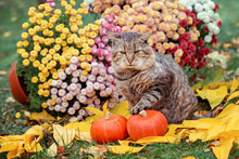Cat Sitting Near Two Musk Pumpkins. Cat Sitting In An Autumn Garden With Flowers On Fallen Yellow Leaves
