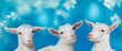 young white goats - portrait on blue background