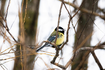 Poster - Closeup shot of a great tit in the snowy forest