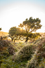 Poster - Thickly growing old tree in the forest at sunset in Madeira, Portugal