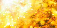 Autumn Orange Leaves Over Blurred Sky, Autumn Nature Background With Bokeh