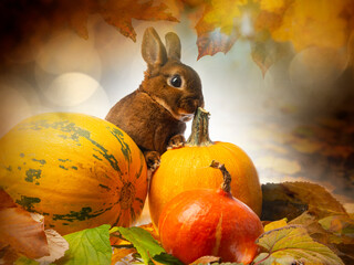 Wall Mural - cute little rabbit and autumnal leaves